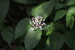 Viburnum setigerum