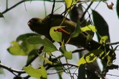 Manorina melanophrys