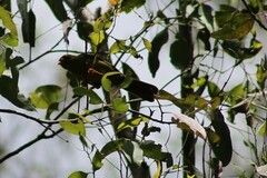 Manorina melanophrys