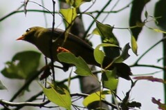 Manorina melanophrys