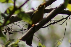 Manorina melanophrys