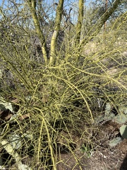 Parkinsonia microphylla