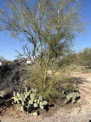 Parkinsonia microphylla
