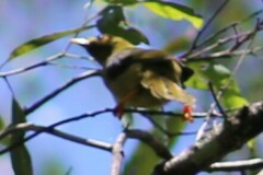 Manorina melanophrys