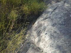 Trachylepis variegata