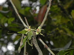 Thrixspermum laurisilvaticum