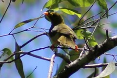 Manorina melanophrys