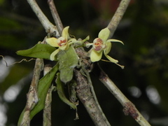 Thrixspermum laurisilvaticum