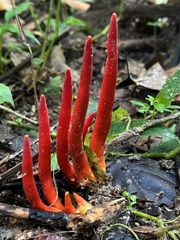 Trichoderma cornu-damae