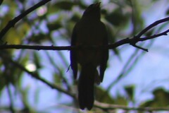 Manorina melanophrys