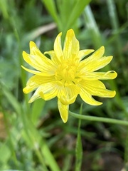 Ranunculus canus