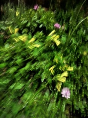 Oxalis pes-caprae