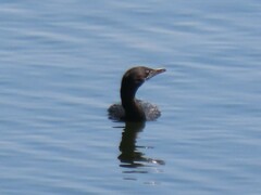 Phalacrocorax fuscicollis