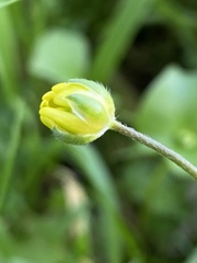 Ranunculus canus