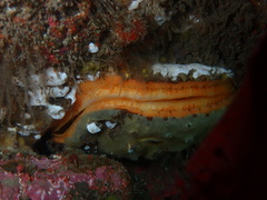 Crassadoma
