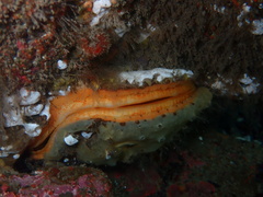 Crassadoma