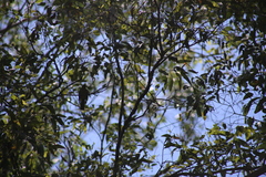 Manorina melanophrys