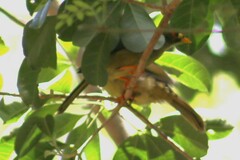 Manorina melanophrys