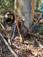 Eucalyptus propinqua