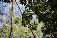 Manorina melanophrys