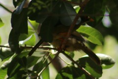 Manorina melanophrys