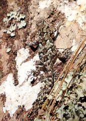 Sceloporus melanorhinus