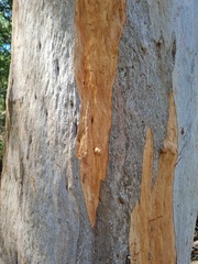 Eucalyptus propinqua