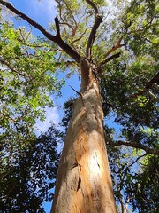 Eucalyptus propinqua