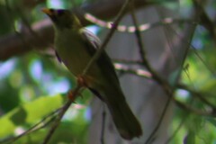 Manorina melanophrys