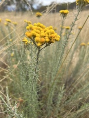 Chrysocephalum semipapposum