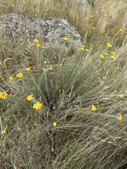 Chrysocephalum semipapposum