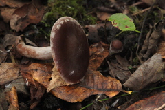 Cortinarius saturninus