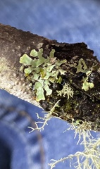 Hypotrachyna sinuosa