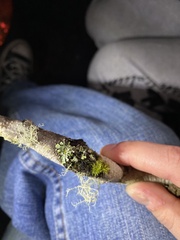 Hypotrachyna sinuosa