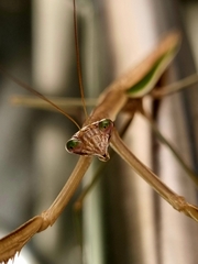 Tenodera australasiae