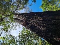 Eucalyptus siderophloia
