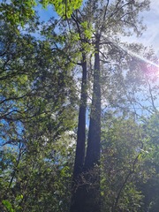 Eucalyptus siderophloia