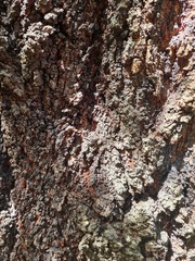 Eucalyptus siderophloia
