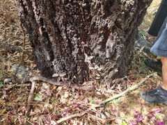 Eucalyptus siderophloia
