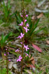 Stylidium armeria