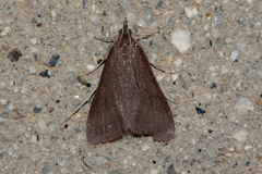 Pyraustinae