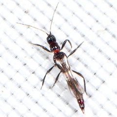 Franklinothrips