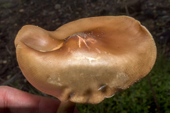 Psilocybe caerulescens