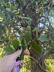 Muellerina celastroides