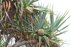 Pandanus tectorius