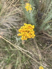 Chrysocephalum semipapposum