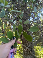 Muellerina celastroides