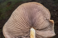 Psilocybe caerulescens