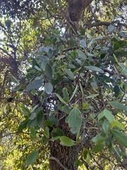 Muellerina celastroides