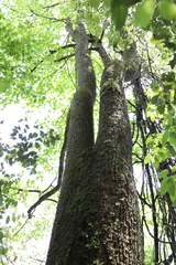 Liriodendron chinense